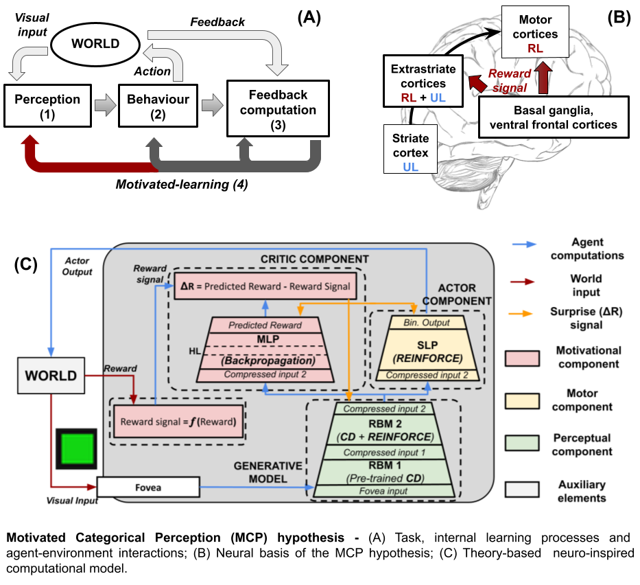 MCP hypothesis